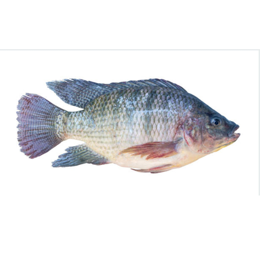 Fresh Tilapia Fish - Whole Cleaned & Ready to Cook (1KG Pack)