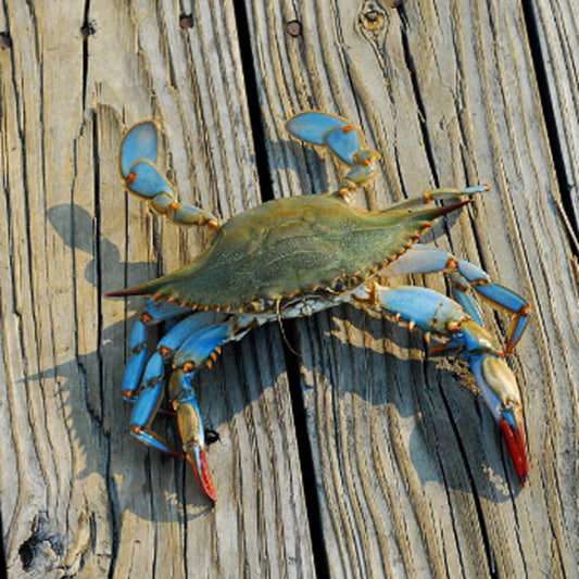Frozen Mud Crabs – Whole Cleaned (1kg Pack)